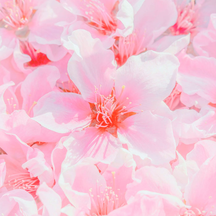 flores-rosa