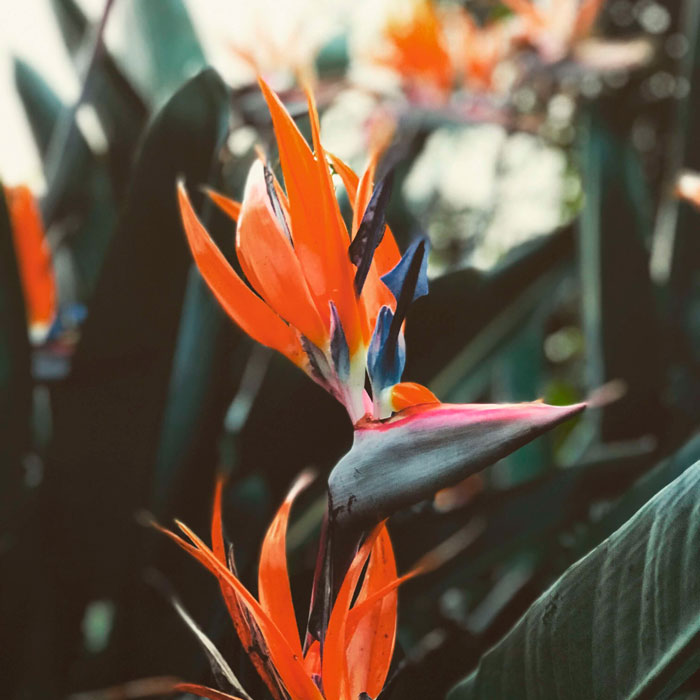 plantas